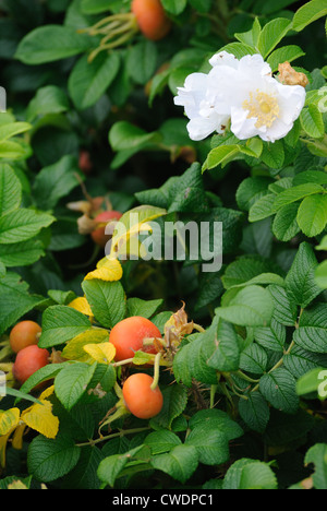 Rüschen weißen Wildrosen und orange Äpfel auf einem Busch in Oceanside in Maine. Vögel und Bienen lieben die bunten Blüten und Früchte. Stockfoto