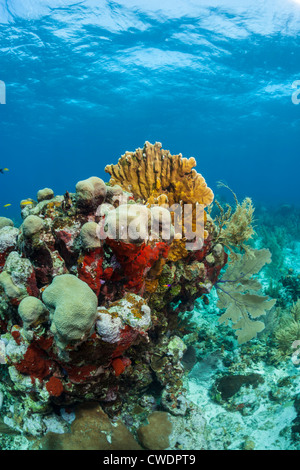 Korallengärten unter Wasser Küste der Honduras Roatan Stockfoto