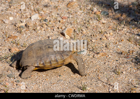 Agassiz Wüste Schildkröte Gopherus Agassizii Mohave Wüste zu bewahren, Kalifornien, Vereinigte Staaten 15 können Erwachsene Eischwiele Stockfoto