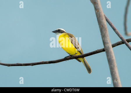 Soziale Flycatcher Myiozetetes Similis Guanacaste, Costa Rica 17 Oktober Erwachsene Tyrannidae Stockfoto