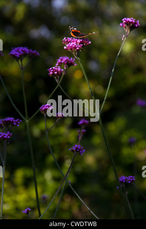 Red Admiral (Vanessa Atalanta) ernähren sich von Verbena bonariensis Stockfoto