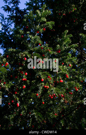 Beeren der Eibe (Taxus Baccata) Stockfoto