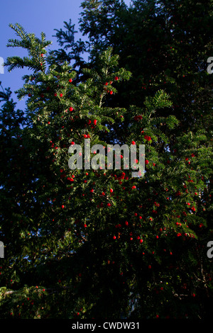 Beeren der Eibe (Taxus Baccata) Stockfoto