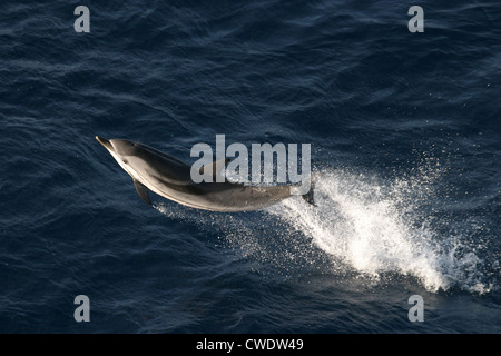 Gestreifte Delfin Stenella Coeruleoalba Bucht von Biskaya Stockfoto