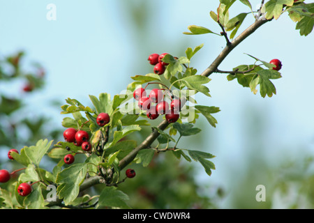 Weißdornbeeren. Reifen Weißdornbeeren auf Baum mit Früchten und Blättern Stockfoto