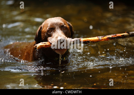 Chocolate Labrador Retriever holt einen Stock in einem Fluss Stockfoto
