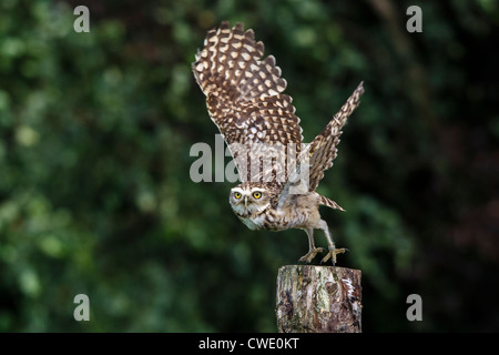 Kanincheneule springen aus einem Beitrag in die Flucht Stockfoto