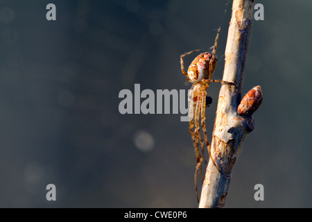 Metellina Segmentata Essen seine Beute. Stockfoto