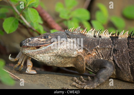 Schwarze Langusten-tailed Leguan (Ctenosaura Similis) Essen Krabbe, Murcielago Inseln, Santa Rosa Nationalpark, Costa Rica Stockfoto