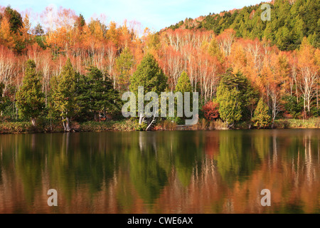 Trees Reflecting In Lake Stockfoto