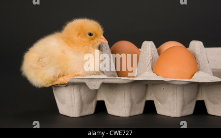 Ein Neugeborenes Huhn sitzt mit einigen frischen Eiern in einem Karton Stockfoto