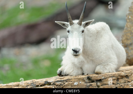 Eine Bergziege (Oreamnos Americanus) ruht auf einem Felsen, nördlichen Montana Stockfoto