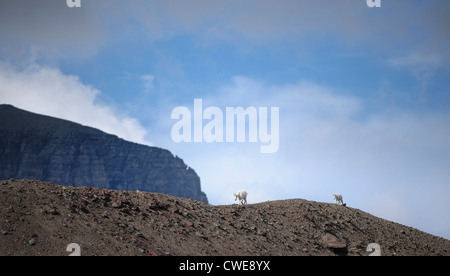 Zwei Bergziegen zu Fuß auf einem Bergkamm Stockfoto