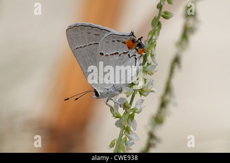 Grau-Zipfelfalter Schmetterling in der Nähe von Bend, Oregon, USA Stockfoto