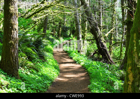 40,314.00739 Sonnenlicht Filter auf eine geschwungene, schiefe Schmutz Waldweg, Fuß Trail windet sich durch einen Tunnel von über Wölbenden Bäumen. Stockfoto