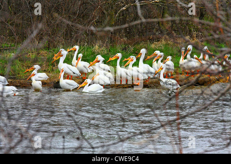 40,664.05714 Herde der Amerikanischen weiße Pelikane (Pelecanus erythrorhynchos) stehen am Ufer durch Wasser, Wasser Vögel Pelecaniformes Pelecanidae Stockfoto