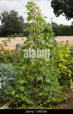 Phaseolus Coccineus Runner Bean oder Scarlet Runner bean Stockfoto