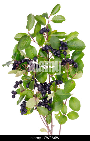 Die besten Sie natürlichen Heilmittel für Bluthochdruck-Real frische schwarze (Aronia Melanocarpa) Vogelbeeren. Isolierte Busch Stockfoto