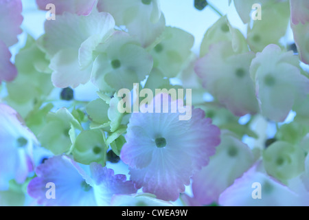 Close-up Anzeigen blaue und weiße Hortensie Blumen Stockfoto