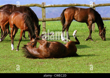 Görlsdorf, ein Pferd auf der Weide Stockfoto