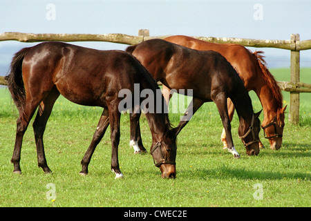Görlsdorf, Pferde grasen auf der Weide Stockfoto