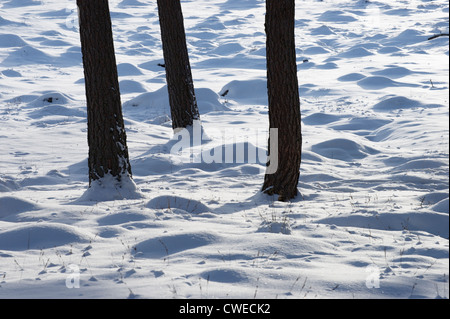 Drei Baumstämme im Schnee. Cairngorms National Park, in der Nähe von Braemar, Deeside, Aberdeenshire, Schottland. Stockfoto