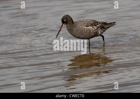 Rotschenkel (Tringa Erythropus) Erwachsene Gefieder Zucht entdeckt. Norfolk. April. Stockfoto