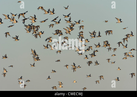 Herde der eurasischen Austernfischer (Haematopus Ostralegus) fliegen Roost bei Hochwasser an der Mündung der Wäsche. Norfolk. September. Stockfoto