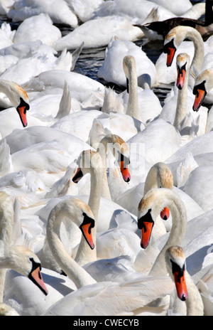 Schwäne, Abbotsbury Swannery, Dorset, Großbritannien Stockfoto