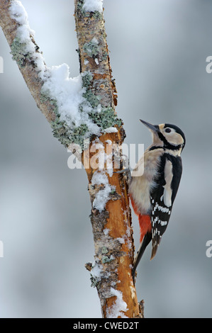 Buntspecht (Dendrocopos großen) erwachsenes Weibchen im Winter. Speyside, Schottland. Februar. Stockfoto
