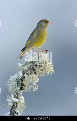 Grünfink (Zuchtjahr Chloris) Männchen im Winter. Speyside, Schottland. Februar. Stockfoto