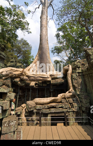 Vertikale Nahaufnahme von Wurzeln ein Spung Baum wächst durch die Ruinen von Ta Prohm aka Rajavihara oder Tomb Raider Tempel, Angkor Stockfoto