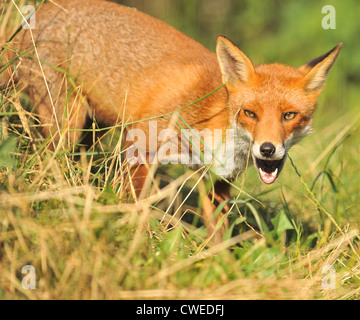 Rotfuchs im Grasland Stockfoto
