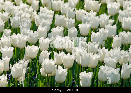 Schwan Flügel mit Fransen Tulpen, Keukenhof Garten, Lisse, Südholland, Niederlande Stockfoto