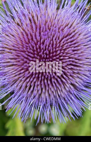 Cynara Scolymus, Artischocke Blumen-Muster Stockfoto