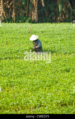 Vertikale Porträt eines Bauern die Ernte der Reifen Rau Muống oder Winde in der Morgensonne. Stockfoto