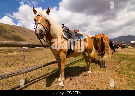 Reitstall in Castelluccio Italien Stockfoto