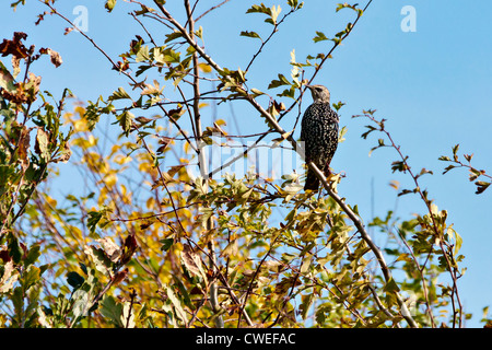 Starling, aufmerksam und wachsam Stockfoto
