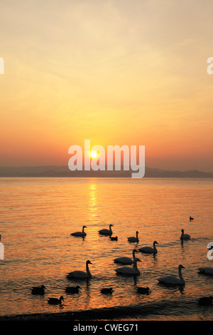 Enten am See bei Sonnenuntergang, Dämmerung Stockfoto