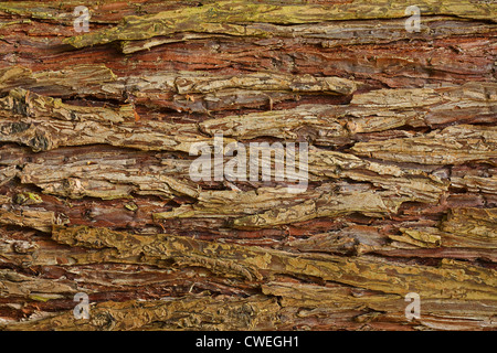 Cypress Baum Rinde Hintergrund mit Relief und Textur Stockfoto