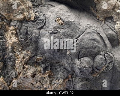 Native Arsen; Piemont, Italien Stockfoto