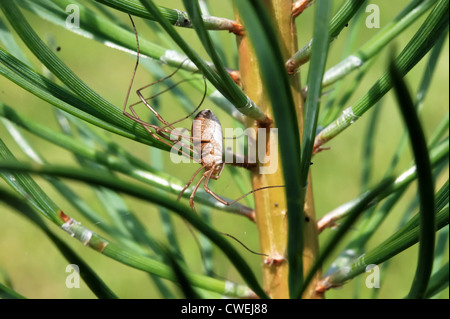 Long-Leg Spinne auf einer Kiefer Stockfoto