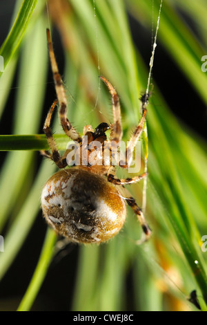 Europäische Gartenkreuzspinne (Araneus Diadematus) Stockfoto