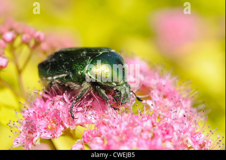 Rose Chafer (Cetonia Aurata) auf Blüten der Spirea bumalda Stockfoto