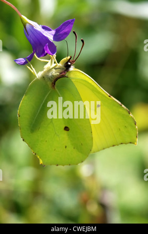 Schmetterling Zitronenfalter (Gonepteryx Rhamni) Stockfoto