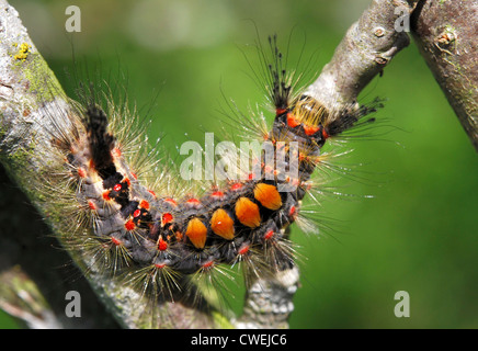 Rostige Tussock Moth am Apfelbaum Stockfoto