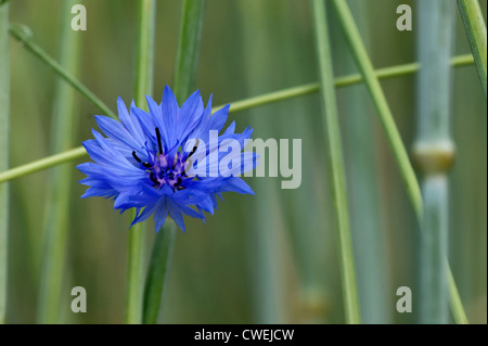 Kornblume, eine nationale Blume von Estland, wächst auf Roggen Stockfoto