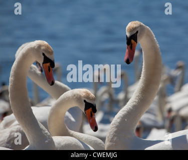 Gruppe von drei Schwäne am See mit Flock im Hintergrund Stockfoto