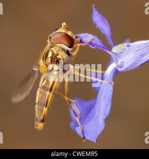 Männliche Episyrphus Balteatus, oder Marmelade Hoverfly Fütterung auf eine Lobelia-Blume. Stockfoto