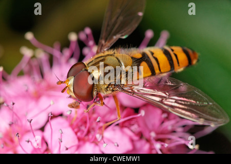 Eine männliche Episyrphus Balteatus Hoverfly Fütterung auf eine Spiraea Blume. Stockfoto